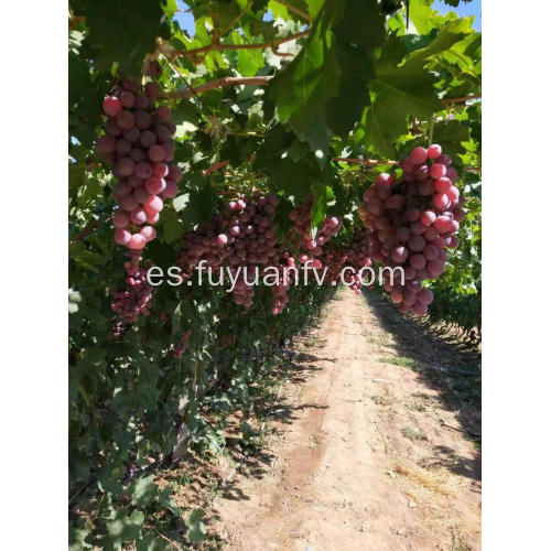 Comienzan las uvas rojas de Xinjiang